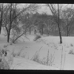 Minneapolis Tree Snow