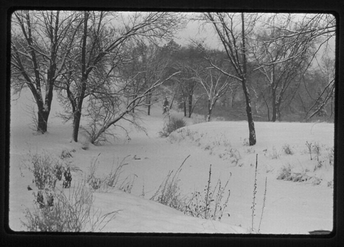 Minneapolis Tree Snow